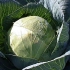 Blizzard cabbage